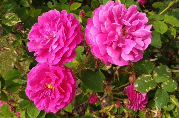 IMG_20190703_151511 1