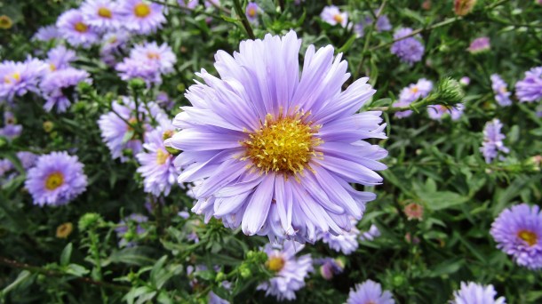 Breezy Knees Gardens Set 2019 (19)